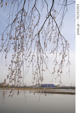 木 湖 桜 76292064