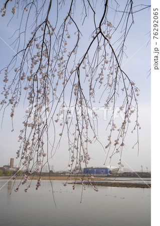 木 湖 桜 76292065