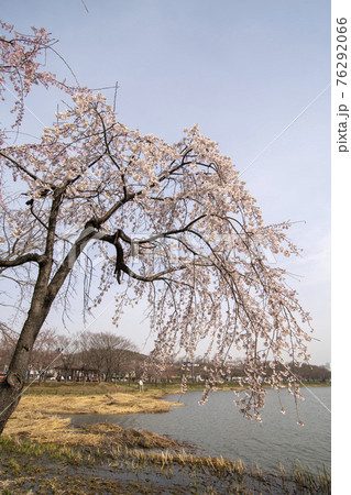 木 湖 春 76292066