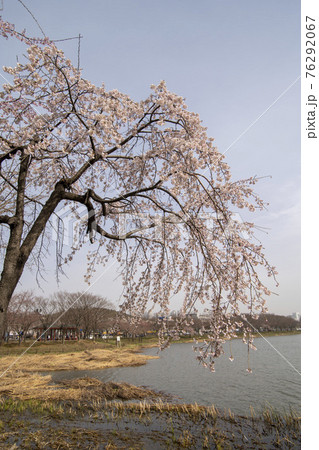 木 湖 春 76292067