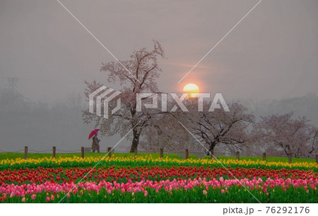 CHERRY BLOSSOM SUNSET CHERRY BLOSSOM SUNSET 76292176