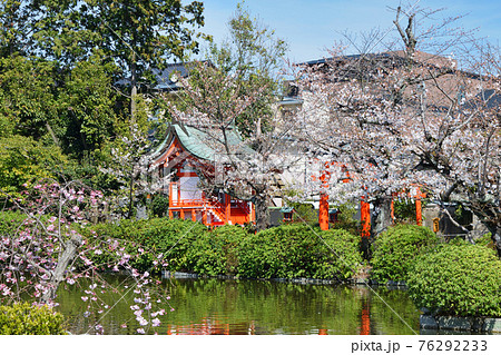 京都 神泉苑 の法成就池と桜 76292233