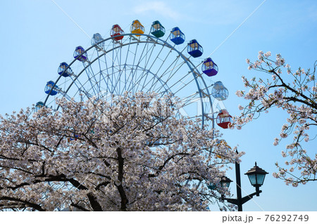 あらかわ遊園の新観覧車と満開の桜 あらかわ遊園の新観覧車と満開の桜 76292749