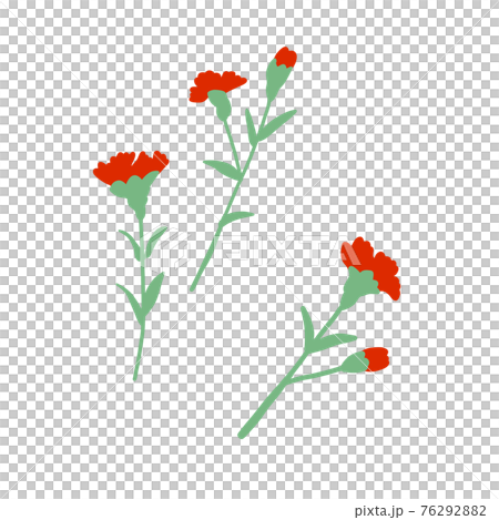 Carnation single item cut 76292882
