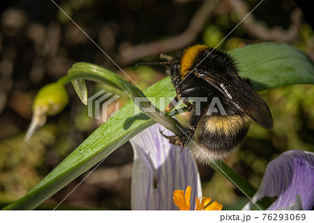 A close-up picture of bumble bee on a leaf. 76293069