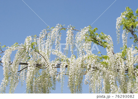 白藤の花 藤棚 フジの花 5月の花 イメージ素材 背景素材の写真素材