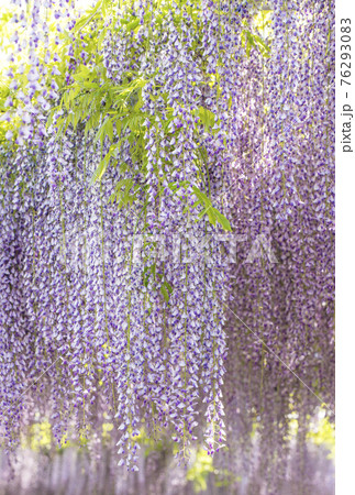 藤の花 藤棚 フジの花 5月の花 イメージ素材 背景素材の写真素材