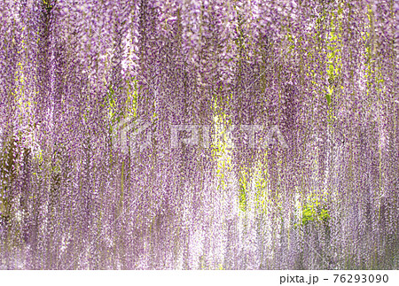 藤の花 藤棚 フジの花 5月の花 イメージ素材 背景素材の写真素材
