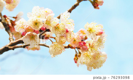 サクランボが実るセイヨウミザクラの花と青空の風景の写真素材