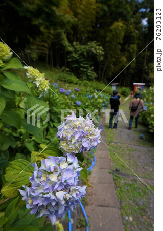 八塩あじさいの里 アジサイ 散策路 八福神 八塩あじさいの里 アジサイ 散策路 八福神 76293123