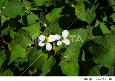 ドクダミ　蕺草　薬草　花　薬　 76293136