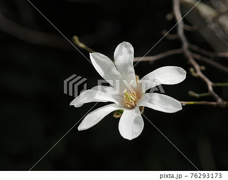 シデコブシの白い花 76293173