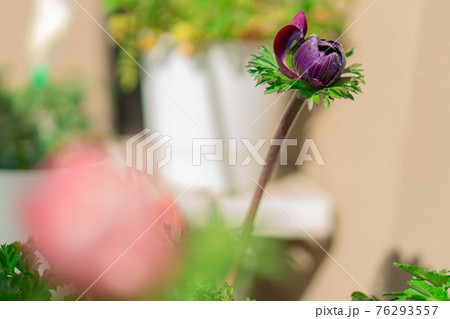 家庭菜園プランターでアネモネ栽培 76293557