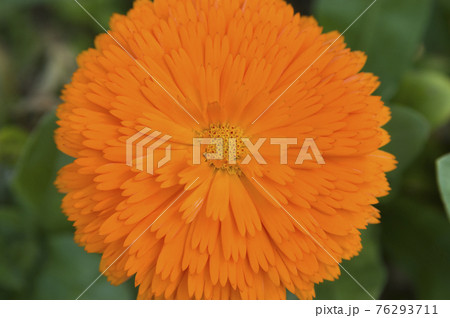 オレンジ色のカレンジュラ キンセンカ の花が咲いています の写真素材