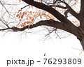 紅葉 76293809