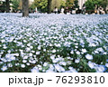 ネモフィラの花畑 76293810