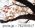 紅葉の木 76293817