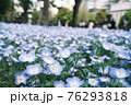 ネモフィラの花畑 76293818