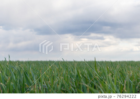 Young green wheat corn grass sprouts field closeup 76294222