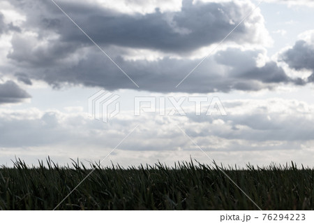 Young green wheat corn grass sprouts field close-up 76294223