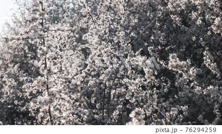 Blackthorn white spring flowers bloom, dark bokeh 76294259
