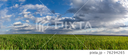 Young green wheat corn grass field landscape 76294265