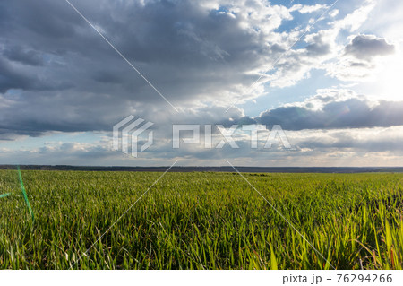 Young green wheat corn grass field landscape 76294266