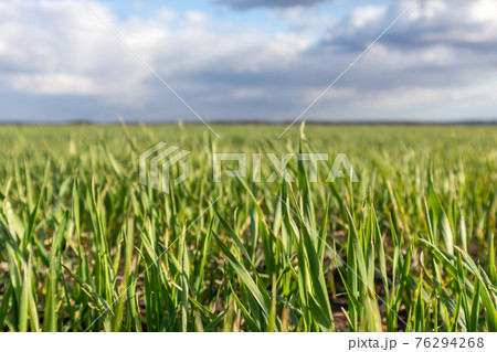 Young green wheat corn grass sprouts field close 76294268