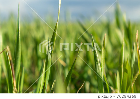 Young green wheat grass sprouts blade field macro 76294269