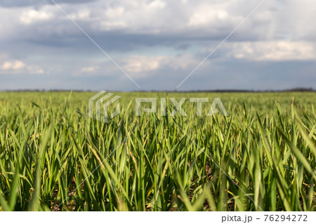 Young green wheat corn grass sprouts field closeup 76294272
