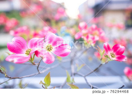 ステラピンクの花の写真素材
