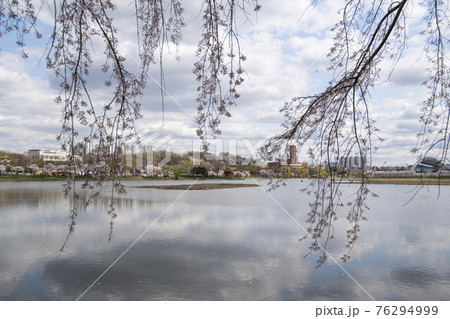 花 春 桜 76294999