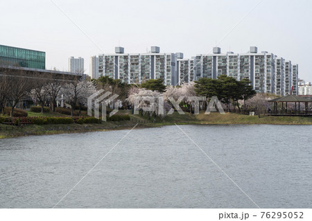 花 春 桜 76295052