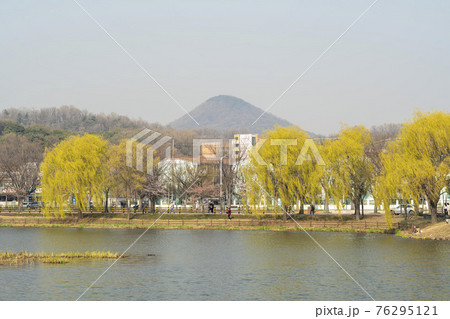 花 春 桜 76295121