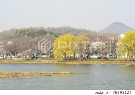 花 春 桜 76295122