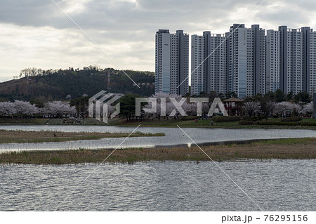 花 春 桜 76295156