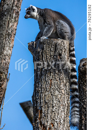 The ring-tailed lemur,Lemur catta with white ringed tail is the most known lemur 76295192
