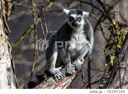 The ring-tailed lemur,Lemur catta with white ringed tail is the most known lemur The ring-tailed lemur,Lemur catta with white ringed tail is the most known lemur 76295194