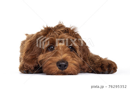 Red Cobberdog or labradoodle on white 76295352