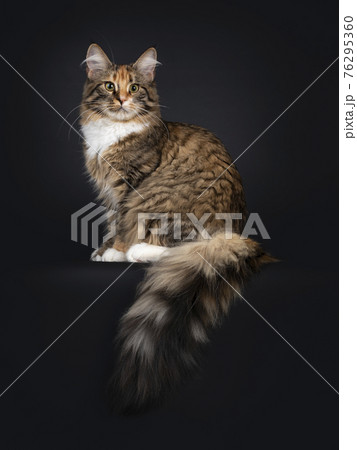 Maine Coon on black background Maine Coon on black background 76295360