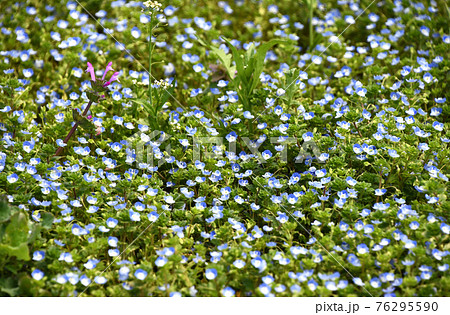 群生するオオイヌノフグリの中に咲くホトケノザとナズナの写真素材