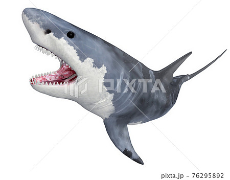 Great white shark isolated on white background 76295892