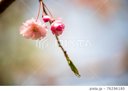 晴天の空に枝垂れさくらが美しい春の日の写真素材