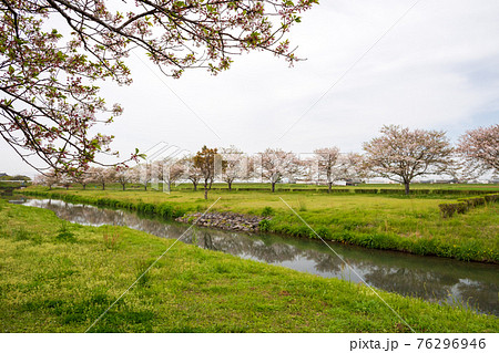 雨上がりの春うららの田舎の桜が咲く風景 雨上がりの春うららの田舎の桜が咲く風景 76296946