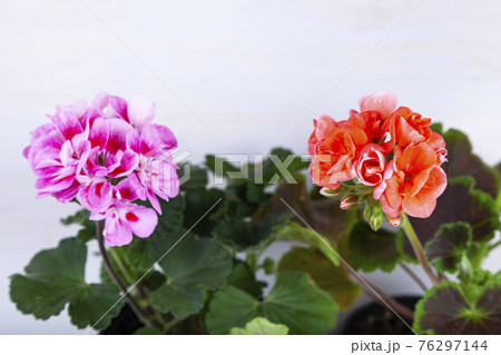 Beautiful geraniums in pots. Beautiful geraniums in pots. 76297144