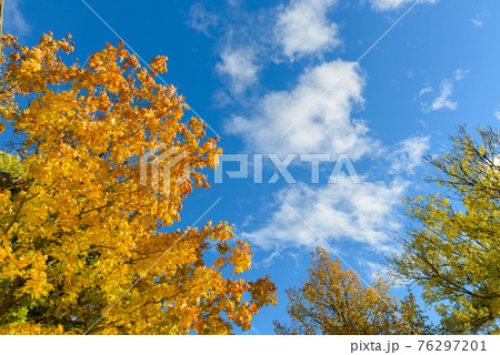 Portrait of autumn trees against view of blue sky 76297201