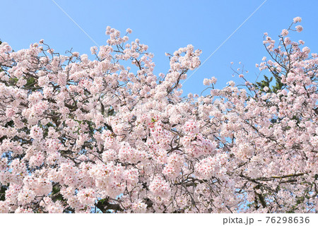 もりもり満開桜 76298636