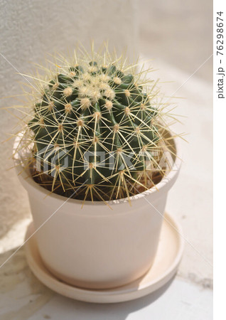 cactus , Mammillaria scrippsiana 76298674
