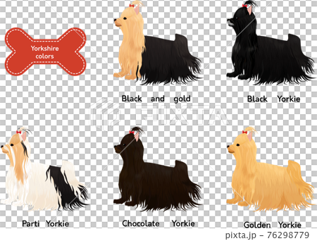 cartoon yorkie with red bow vector illustration 76298779