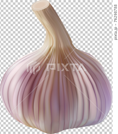 Realistic garlic bulb isolated on white. Vector Realistic garlic bulb isolated on white. Vector 76298788